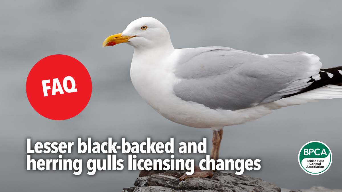 FAQ gull licensing changes